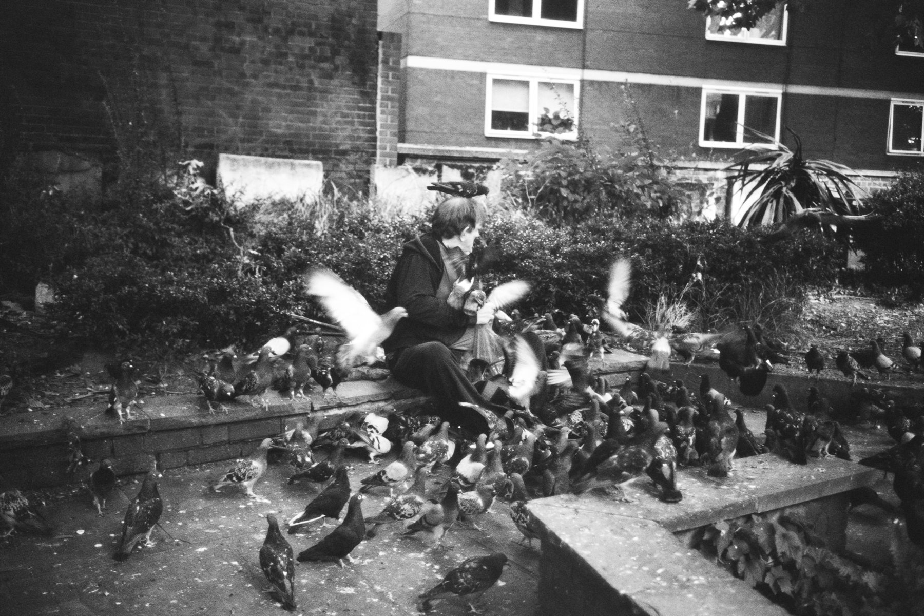 An elderly man feeding pigeons in a London estate courtyard